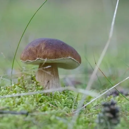 Daire For Two Only 20 M From Boruja In Rekowo *