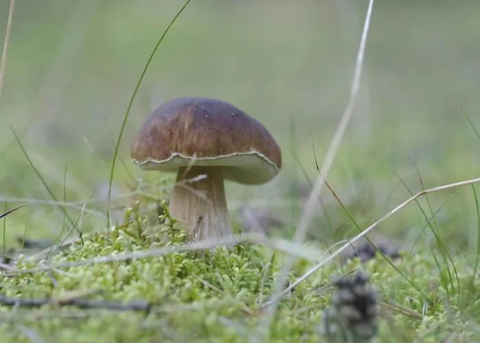 For Two Only 20 M From Boruja In Rekowo *