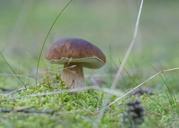 아파트 For Two Only 20 M From Boruja In Rekowo *